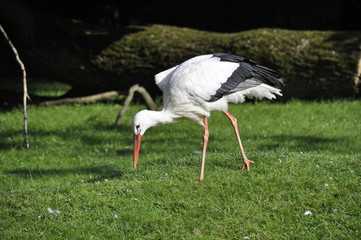 stork on meadow