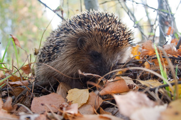 small hedgehog runs in the autumn forest
