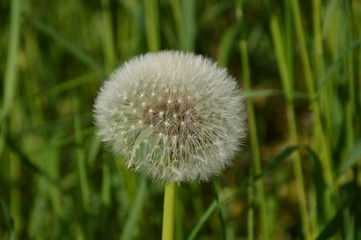 Pusteblume, Löwenzahn
