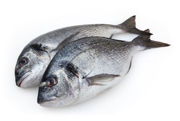 Dorado fish isolated on white background with clipping path