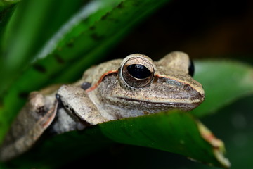 Tree frog hiding in the gardens.