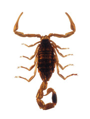 Small scorpion isolated on white with clipping path