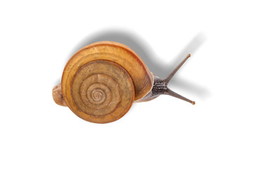 Garden snail isolated on white background.
