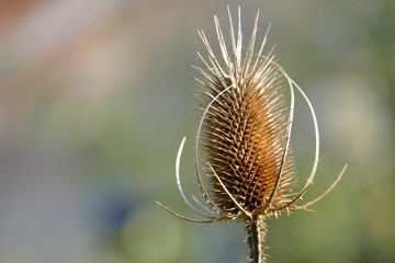sunny wild teasle head, copy space in the background