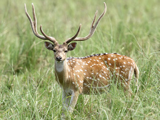 Naklejka na ściany i meble Beautiful male cheetal deer in the grassland of Dhikala