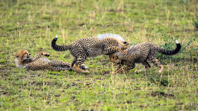 Three cheetah cubs playing on savannah