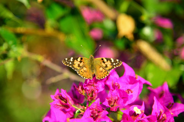 Butterfly among buganvillea flowers