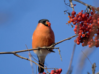 Bullfinch on branch of mountain ash