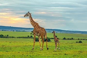 Papier Peint photo autocollant Girafe Une mère girafe avec son bébé