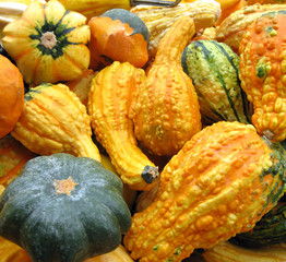 Gourds to decorate the table for Thanksgiving