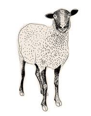 Hand drawn sheep