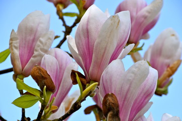 Obraz premium Magnolia Flowers