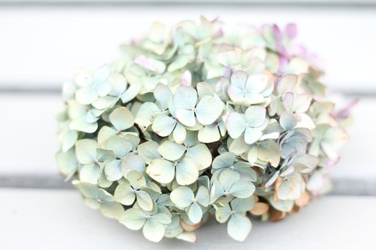Pale Hyrangea