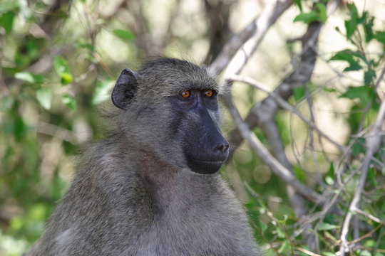 scimmia cercopiteco sudafrica animale selvaggio