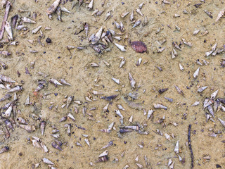 seashells