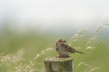 Mouthful Meadow Pipit
