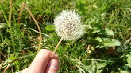 Gänseblümchen in Kinderhand