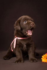 Chocolate labrador puppy sitting on brown background and yawns