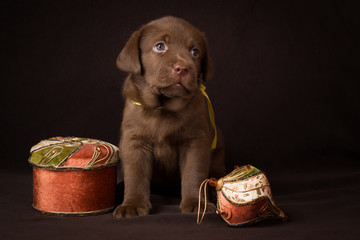 Chocolate labrador puppy sitting on a brown background and looki