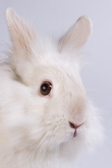 sweet bunny portrait
