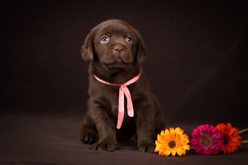 Chocolate labrador puppy sitting on a brown background and looki