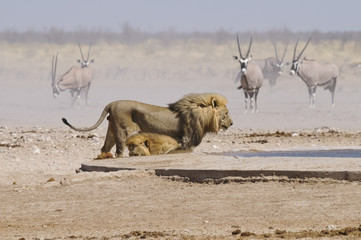 Löwe am Sonderkop-Wasserloch, Etoscha, Namibia, Afrika