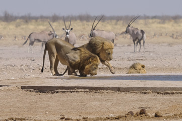 Löwe am Sonderkop-Wasserloch, Etoscha, Namibia, Afrika