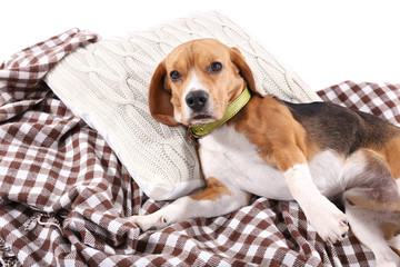 Beagle dog on plaid close-up