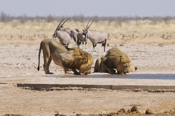 Löwe am Sonderkop-Wasserloch, Etoscha, Namibia, Afrika