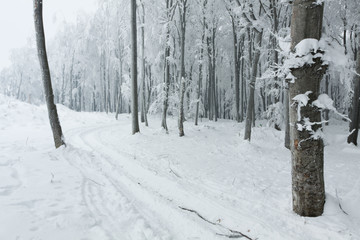 Picturesque trail in the forest during winter and fog