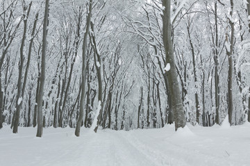 Path in the forest during winter with trees covered in snow