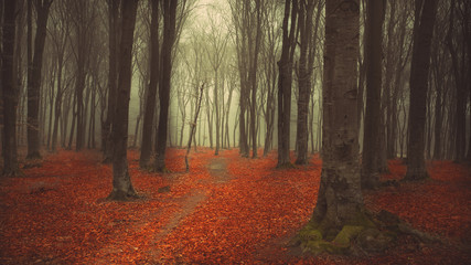 Romantic trail through the forest with mist and red leaves