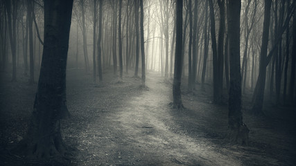 Dark Forest with trail in the fog