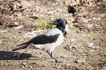 Crow on autumn ground background in sunny day