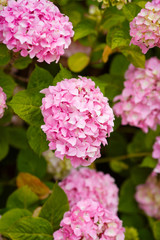 Hydrangea pink flowers in bloom garde