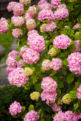 Hydrangea pink flowers in bloom garde