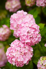Hydrangea pink flowers in bloom garde