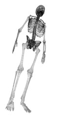 Human body, skeleton