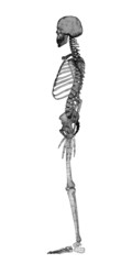 Human body, skeleton