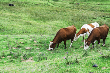 Cows on the hill