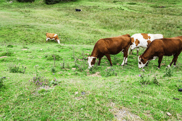 Obraz premium Cows on the hill