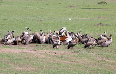 Geier an einer toten Kuh