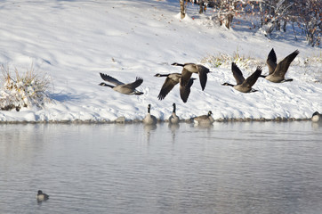 Canada Geese Taking to Flight from a Winter Lake