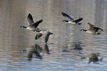 Four Canada Geese Taking to Flight from a Lake