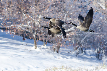 Obraz premium Three Canada Geese Flying Over a Winter Lake