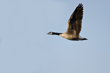 Canada Goose Flying in a Blue Sky