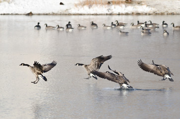 Canada Geese Landing on a Winter Lake