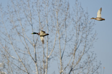 Pair of Mallard Ducks Flying in a Blue Sky