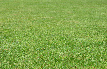 fresh grass for background