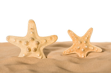 Fototapeta na wymiar Starfishes in sand